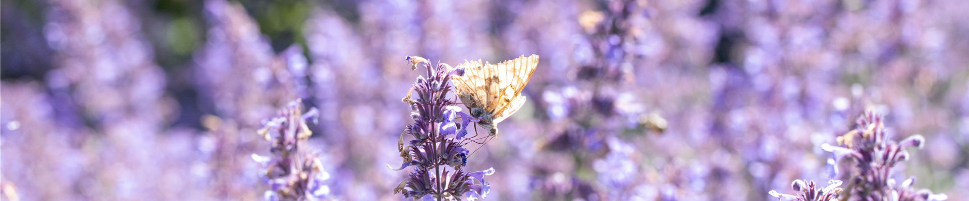 Schmetterling auf Katzenminze Schmetterling auf Katzenminze