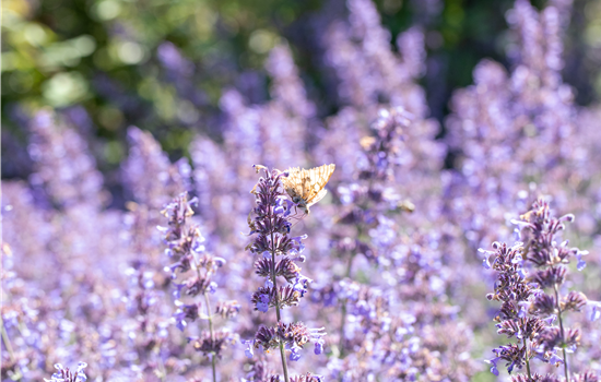 Pflanzen für sonnige Standorte – Unsere Top 10 Pflanzen für sonnige Standorte – Unsere Top 10
