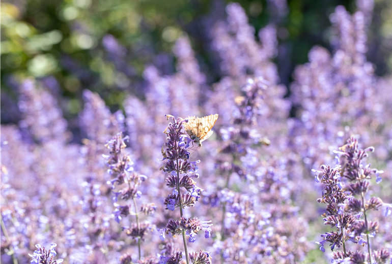 Schmetterling auf Katzenminze Schmetterling auf Katzenminze