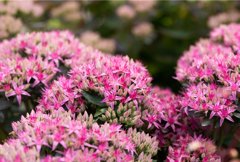Sedum spectabile 'Carl' Sedum spectabile 'Carl'