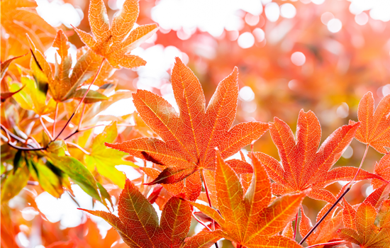 Die schönsten Gehölze für den goldenen Herbst Die schönsten Gehölze für den goldenen Herbst