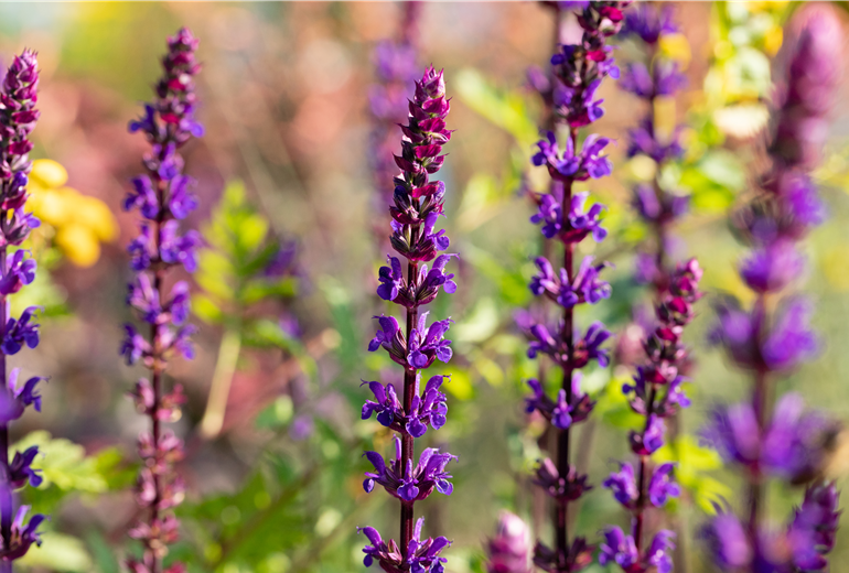 Salvia nemorosa 'Caradonna' Salvia nemorosa 'Caradonna'