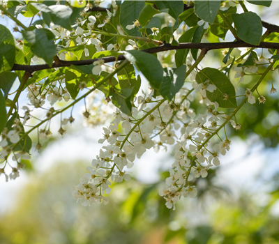Einen stattlichen Kirschbaum im Garten anpflanzen und pflegen Einen stattlichen Kirschbaum im Garten anpflanzen und pflegen