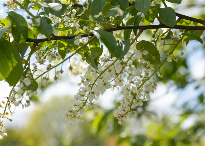 Einen stattlichen Kirschbaum im Garten anpflanzen und pflegen Einen stattlichen Kirschbaum im Garten anpflanzen und pflegen