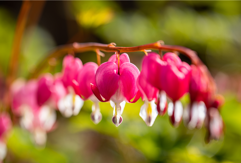 Dicentra spectabilis Dicentra spectabilis