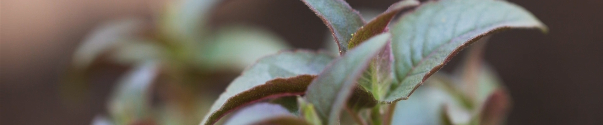 Minzblättrige Indianernessel (thumbnail)