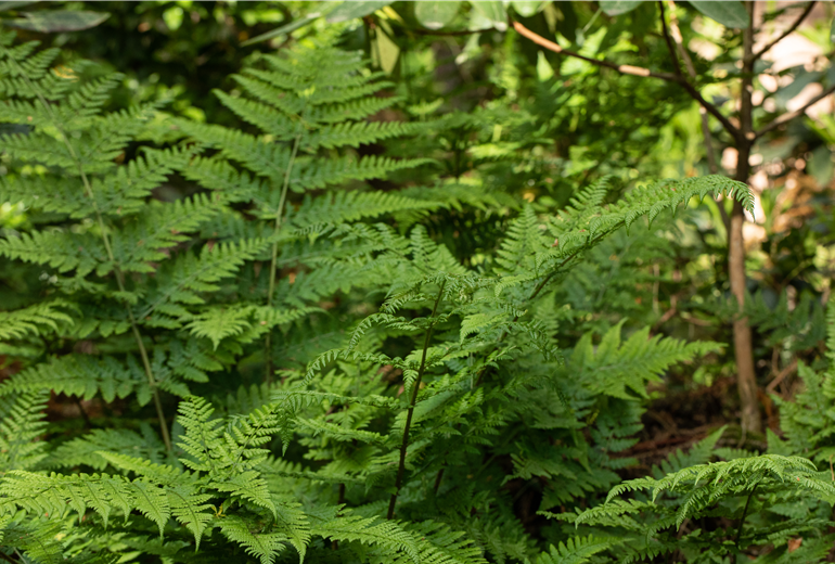 Dryopteris Dryopteris