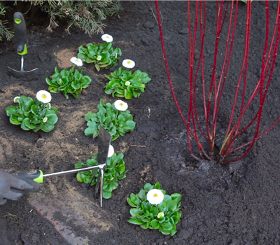 Gänseblümchen - Einpflanzen im Garten Gänseblümchen - Einpflanzen im Garten