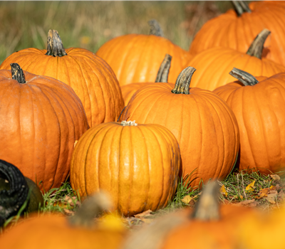 Der Herbst ist die beste Zeit für leckere und hübsche Kürbisse Der Herbst ist die beste Zeit für leckere und hübsche Kürbisse