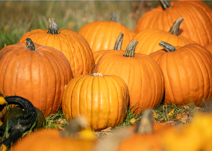 Der Herbst ist die beste Zeit für leckere und hübsche Kürbisse Der Herbst ist die beste Zeit für leckere und hübsche Kürbisse