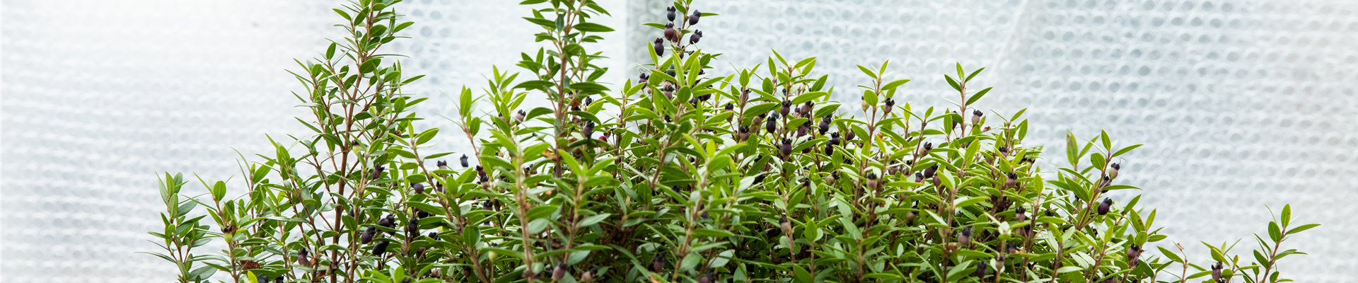 Gewächshaus - Überwinterung mit Luftpolsterfolie