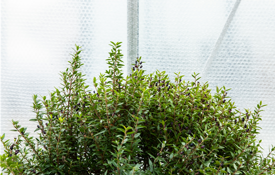Wie Pflanzen überwintern und im Frühjahr wieder neu erwachen Wie Pflanzen überwintern und im Frühjahr wieder neu erwachen