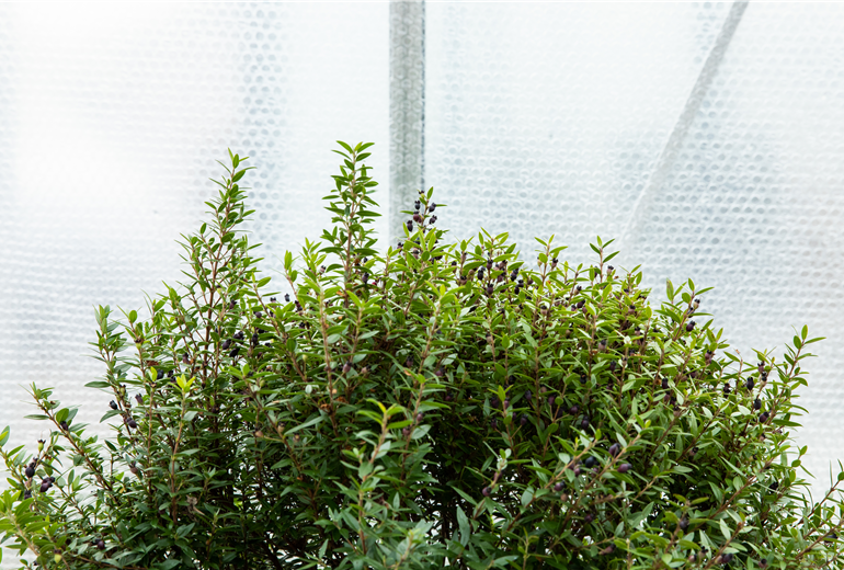 Gewächshaus - Überwinterung mit Luftpolsterfolie