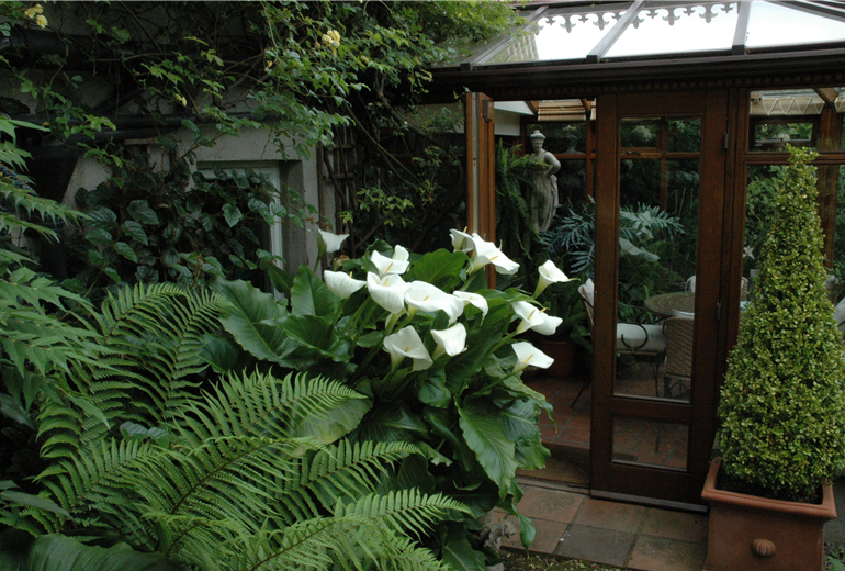 Calla vor Wintergarten