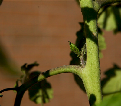 Wie machst du das? - Tomaten ausgeizen