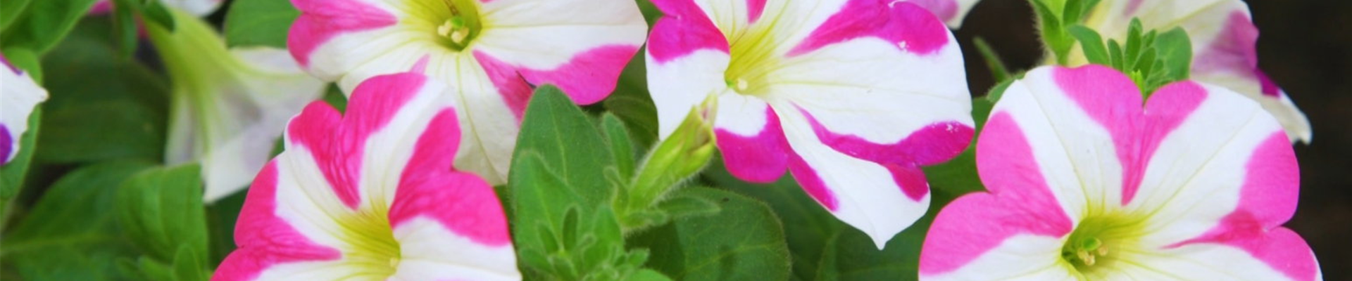 Petunie - Einpflanzen im Garten (thumbnail) Petunie - Einpflanzen im Garten (thumbnail)