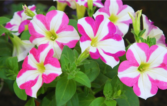 Petunie - Einpflanzen im Garten Petunie - Einpflanzen im Garten