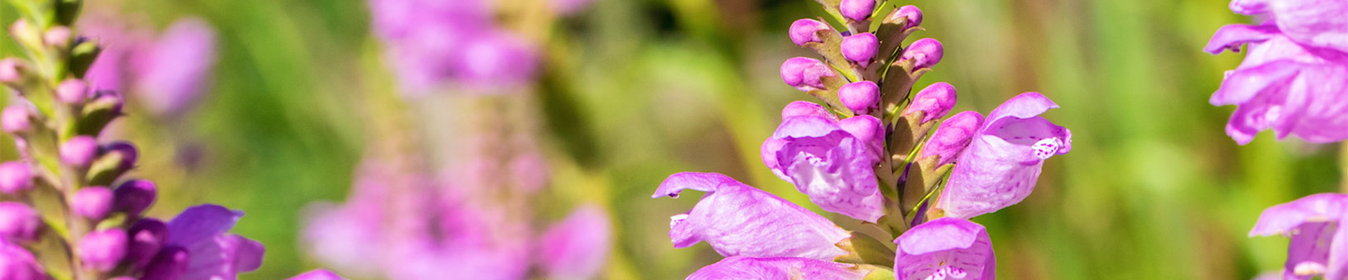 Gelenkblume - Einpflanzen im Garten (thumbnail)