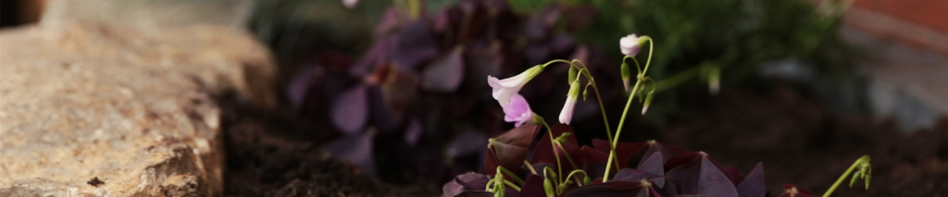 Glücksklee - Einpflanzen im Garten (Thumbnail) Glücksklee - Einpflanzen im Garten (Thumbnail)