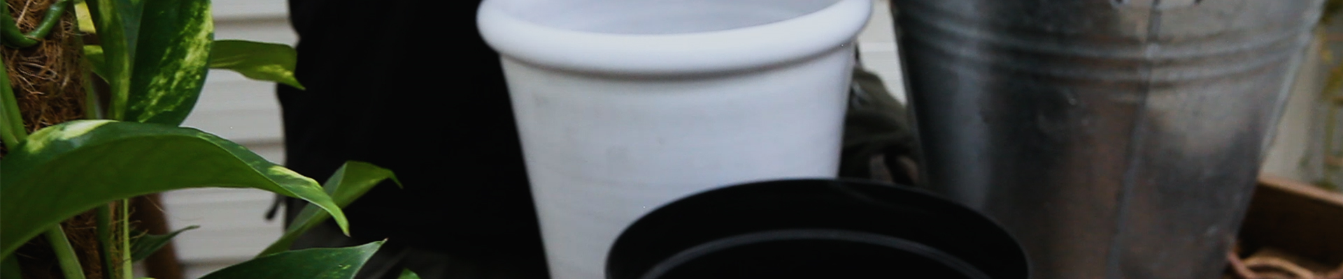 Efeutute - Umtopfen (Thumbnail) Efeutute - Umtopfen (Thumbnail)