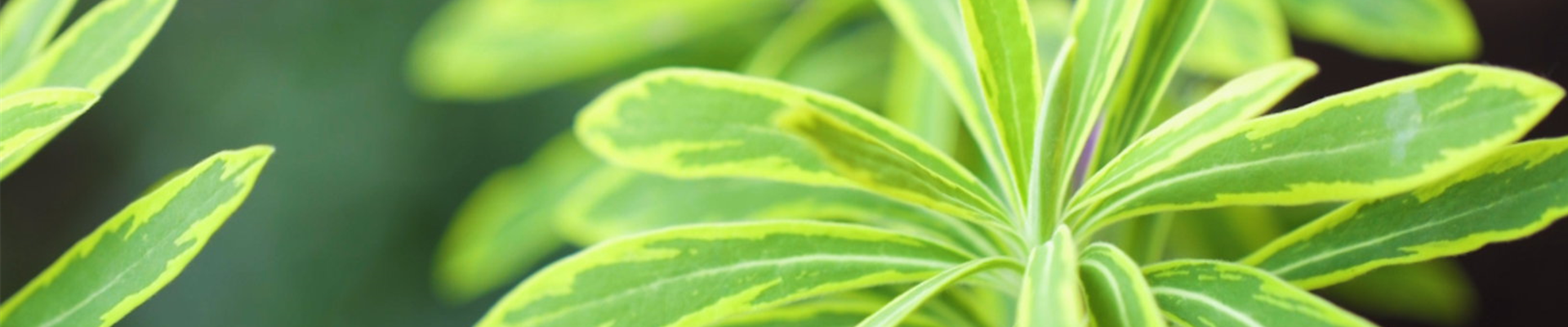 Regenbogen-Wolfspilz - Einpflanzen im Garten (thumbnail) Regenbogen-Wolfspilz - Einpflanzen im Garten (thumbnail)