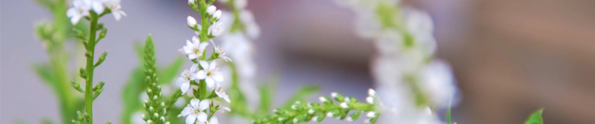 Schneefelberich - Einpflanzen im Garten (thumbnail) Schneefelberich - Einpflanzen im Garten (thumbnail)