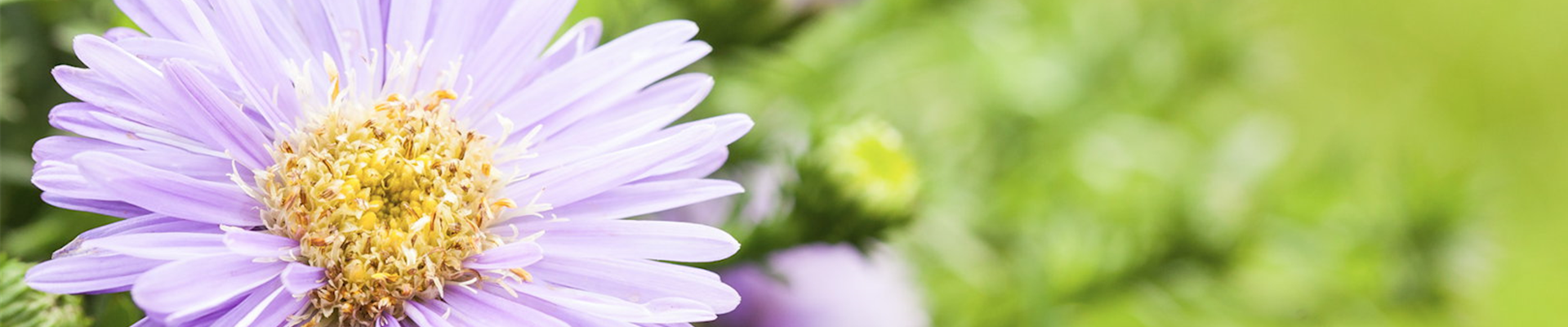 Astern - Einpflanzen im Garten (Thumbnail) Astern - Einpflanzen im Garten (Thumbnail)