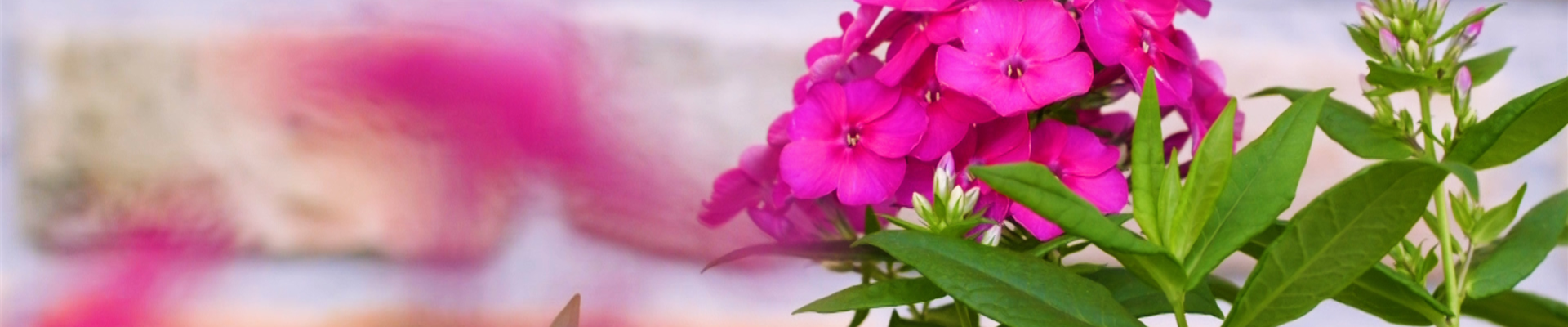 Flammenblume - Einpflanzen im Garten (thumbnail) Flammenblume - Einpflanzen im Garten (thumbnail)