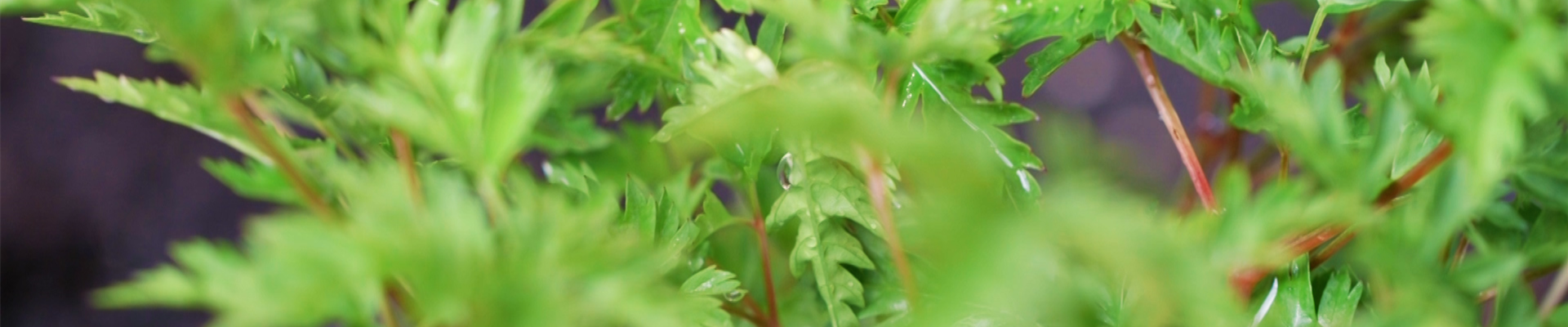 Geißbart - Einpflanzen im Garten (thumbnail) Geißbart - Einpflanzen im Garten (thumbnail)