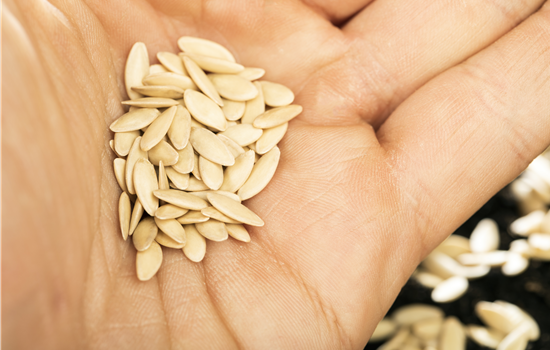 Sämereien auf ihre Haltbarkeit prüfen Sämereien auf ihre Haltbarkeit prüfen