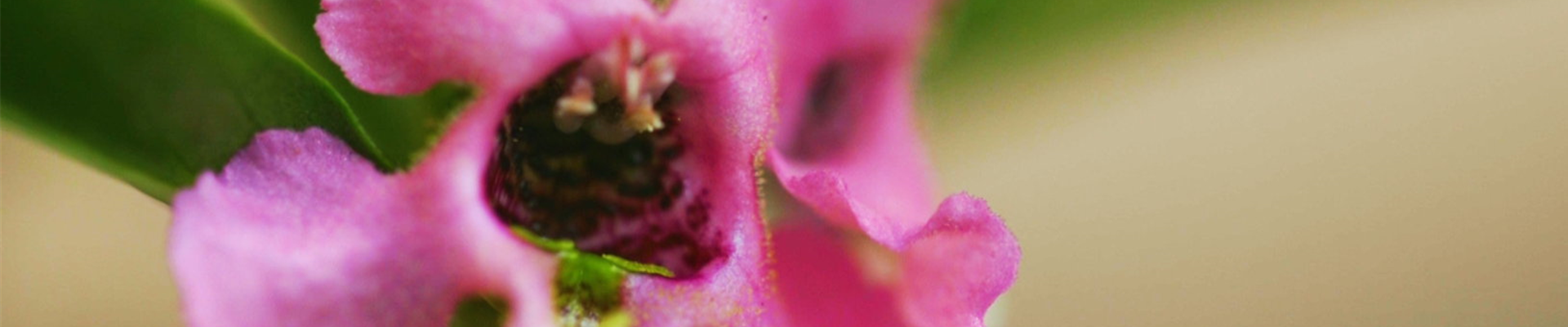 Angelonia - Einplanzen im Garten (thumbnail) Angelonia - Einplanzen im Garten (thumbnail)