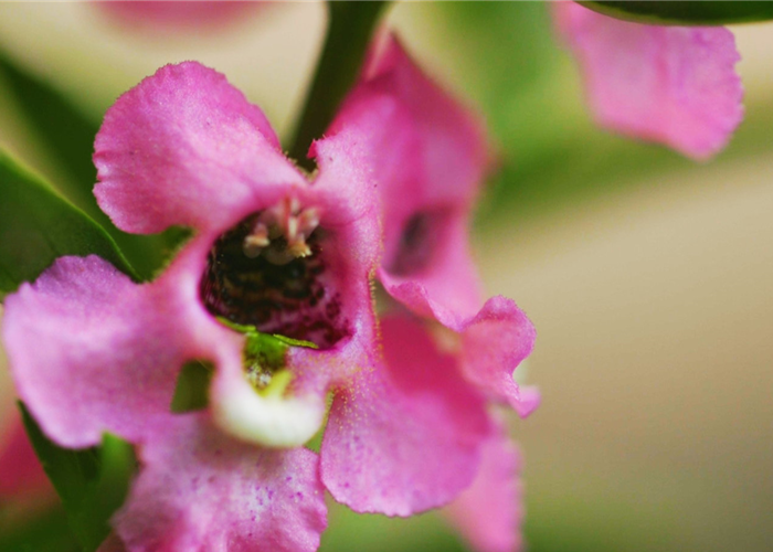 Angelonia - Einpflanzen im Garten