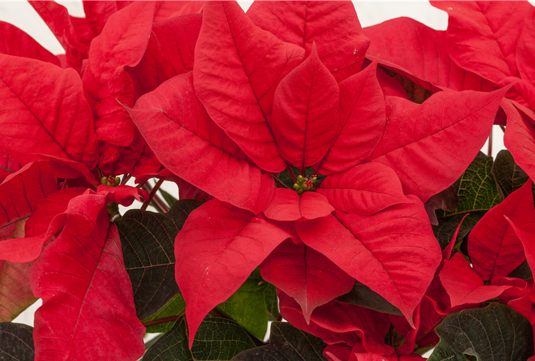 Euphorbia pulcherrima, rot Euphorbia pulcherrima, rot