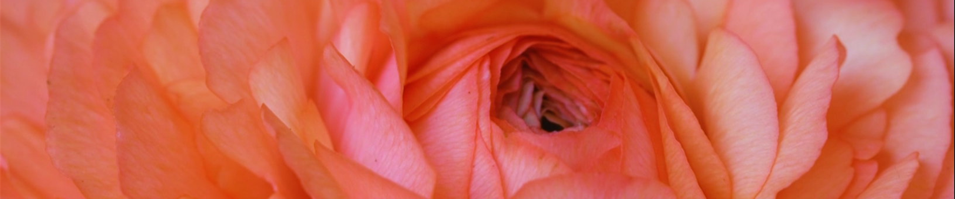 Ranunkel - Einpflanzen in ein Gefäß (Thumbnail) Ranunkel - Einpflanzen in ein Gefäß (Thumbnail)