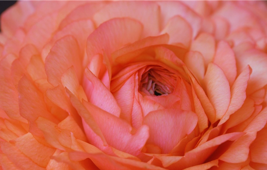 Ranunkel - Einpflanzen in ein Gefäß Ranunkel - Einpflanzen in ein Gefäß