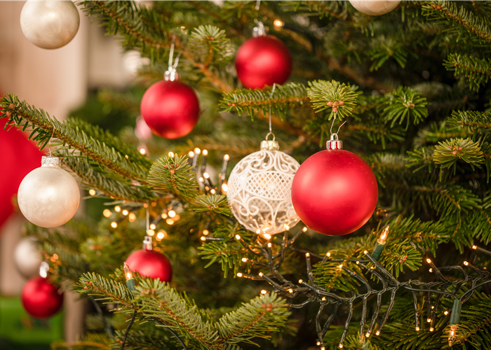 Die beliebtesten Pflanzen als Weihnachtsbaum