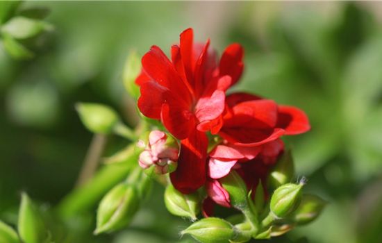 Hängegeranien- Einpflanzen in ein Gefäß Hängegeranien- Einpflanzen in ein Gefäß