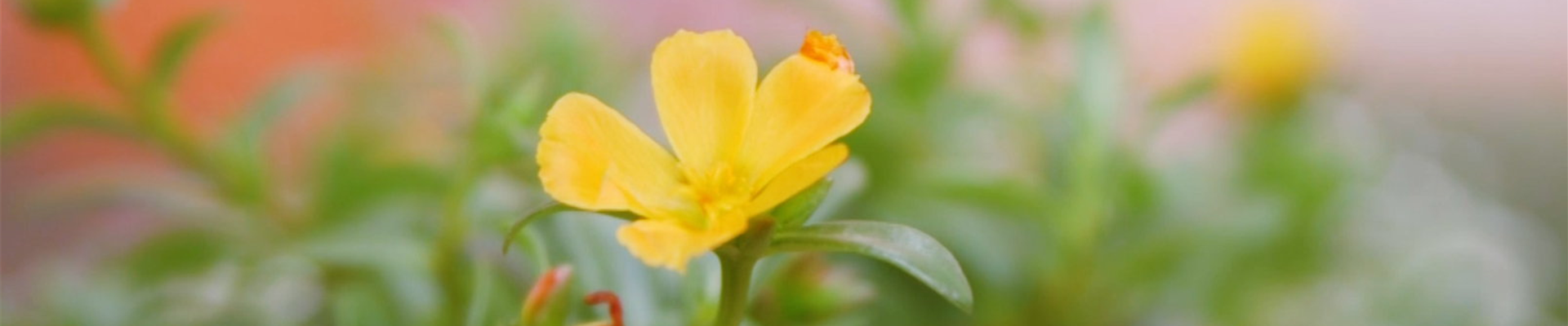 Portulakröschen - Einpflanzen im Garten (Thumbnail) Portulakröschen - Einpflanzen im Garten (Thumbnail)