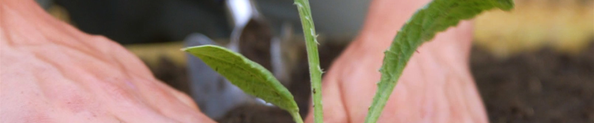 Artischocken - Einpflanzen im Garten (Thumbnail) Artischocken - Einpflanzen im Garten (Thumbnail)