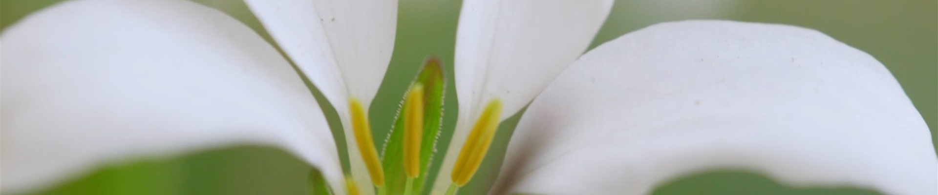 Spinnenblume - Einpflanzen im Garten (Thumbnail)