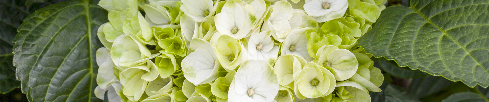 Hydrangea macrophylla 'Hochzeits-Hortensie®' Hydrangea macrophylla 'Hochzeits-Hortensie®'