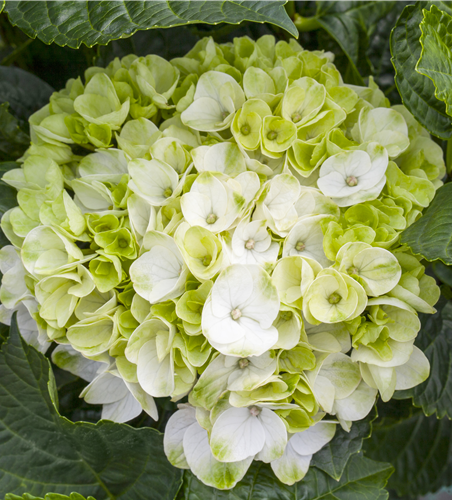 Ein bunter Garten dank der Hortensienvielfalt Ein bunter Garten dank der Hortensienvielfalt