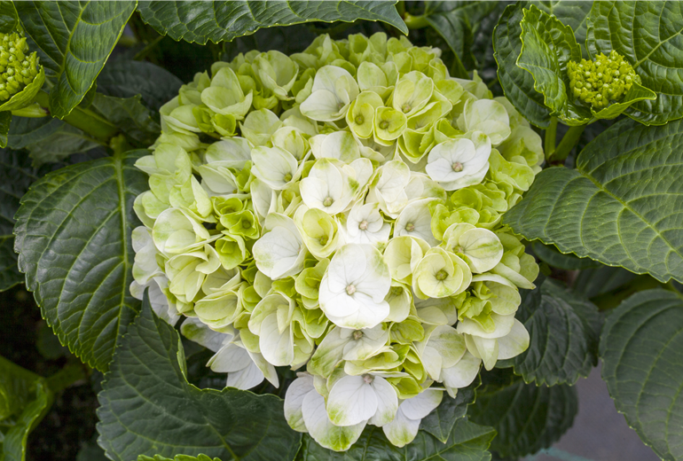Hydrangea macrophylla 'Hochzeits-Hortensie®' Hydrangea macrophylla 'Hochzeits-Hortensie®'