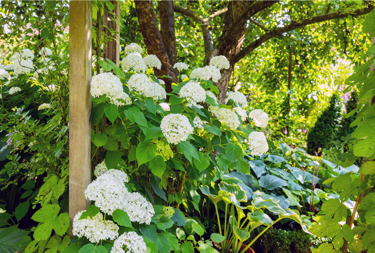 Hydrangea arborescens Hydrangea arborescens