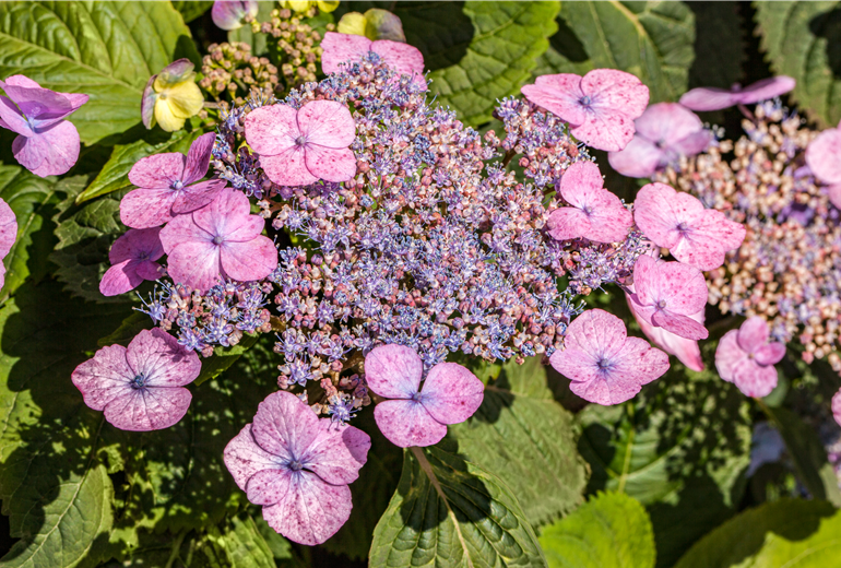Hydrangea macrophylla, rosa Tellerblüten Hydrangea macrophylla, rosa Tellerblüten