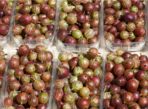 Ribes uva-crispa Ribes uva-crispa