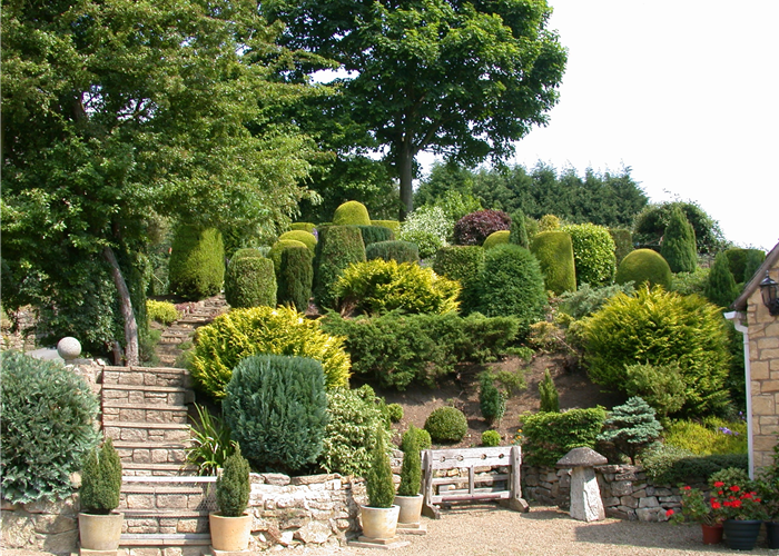 Die Koniferen überzeugen durch ihre eindrucksvolle Vielfalt Die Koniferen überzeugen durch ihre eindrucksvolle Vielfalt