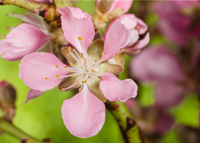 Gesund und lecker: Die Mandeln vom Mandelbaum aus dem Garten