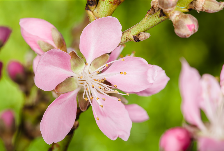 Prunus dulcis