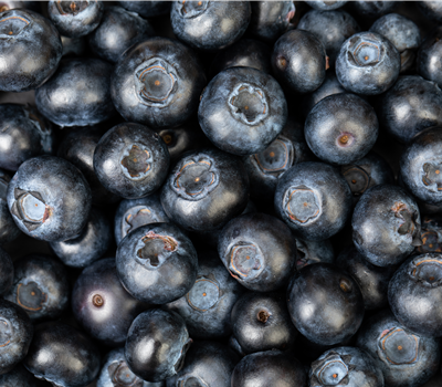 Blaubeere oder Schwarzbeere – die Heidelbeere hat viele Namen und viel Geschmack